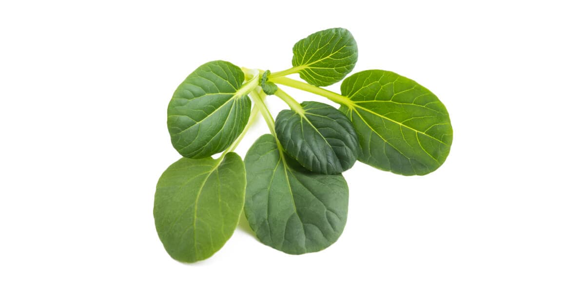 Tatsoi
