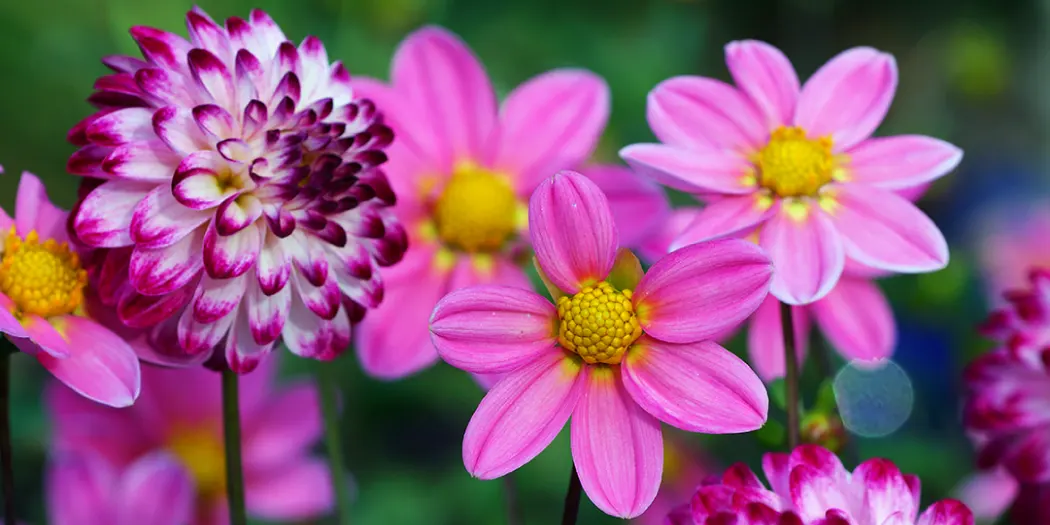 what-flowers-are-in-season-right-now-hero.webp