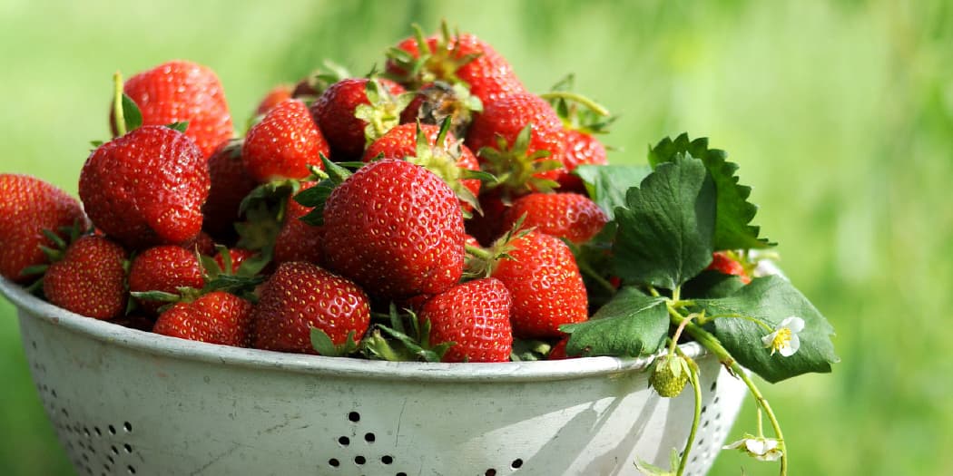 strawberry-season-hero.jpg