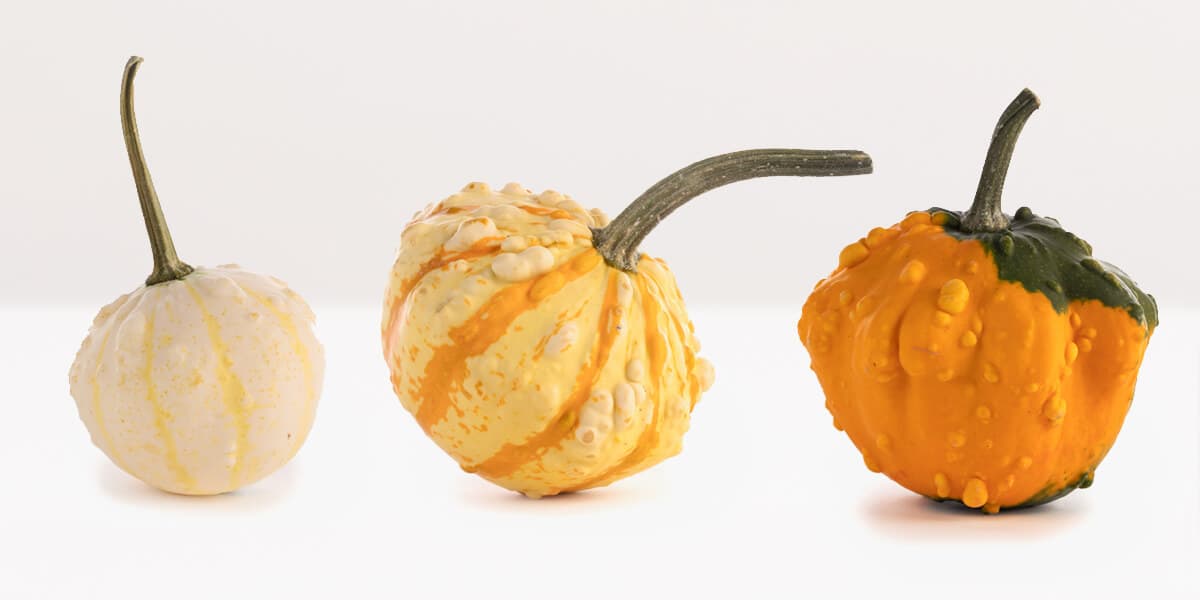 Gourds
